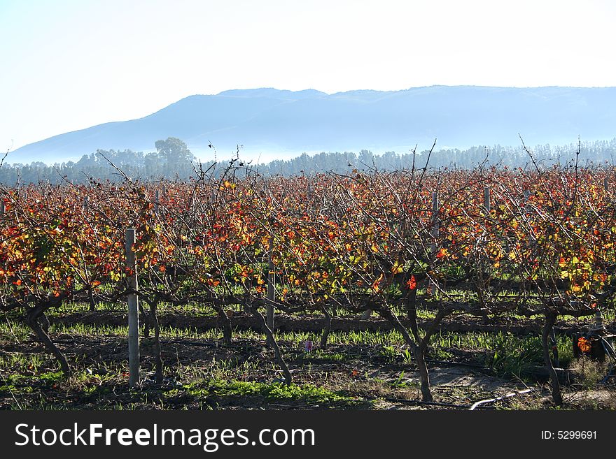 Vineyard in the Cape Winelands on a cold autumn morning. Vineyard in the Cape Winelands on a cold autumn morning