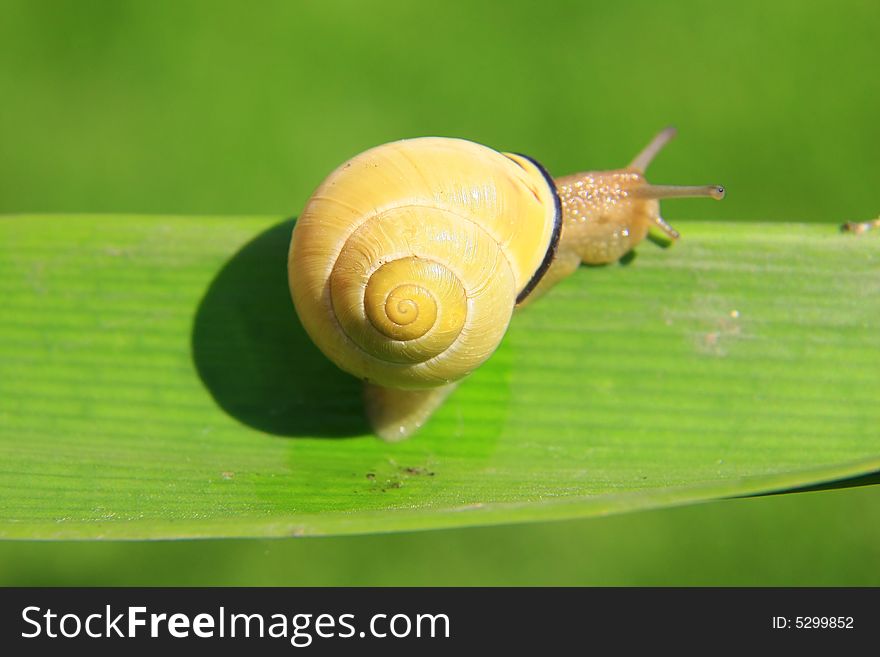 A snail on a leaf