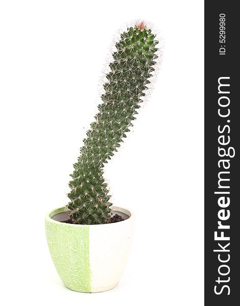 Cactus in a pot on white background