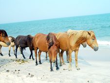 Assateague Ponies Stock Images Assateague Ponies Stock Images
