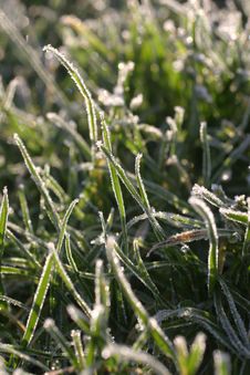 Frosty Grass Stock Photos Frosty Grass Stock Photos