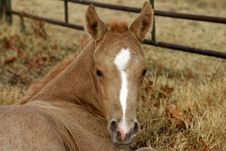 Palomino Foal Stock Photos Palomino Foal Stock Photos