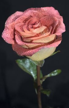Rose With Water Drops Royalty Free Stock Photo Rose With Water Drops Royalty Free Stock Photo