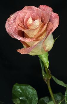 Rose With Water Drops Royalty Free Stock Photography Rose With Water Drops Royalty Free Stock Photography