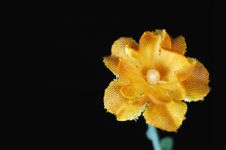 Single Silk Flower Royalty Free Stock Photography Single Silk Flower Royalty Free Stock Photography
