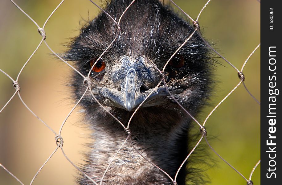 Ostrich Emu In The Zoo