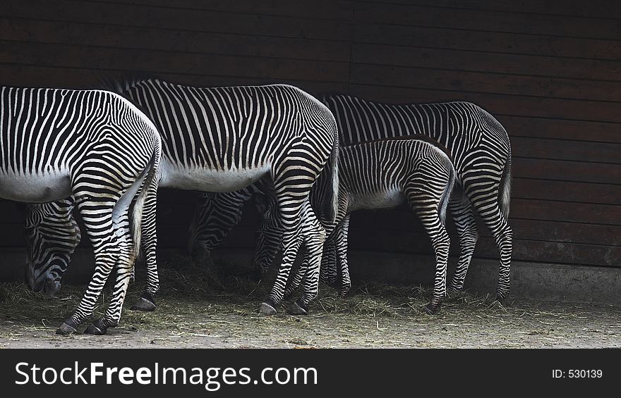 Zebras standing at their boxes. Zebras standing at their boxes