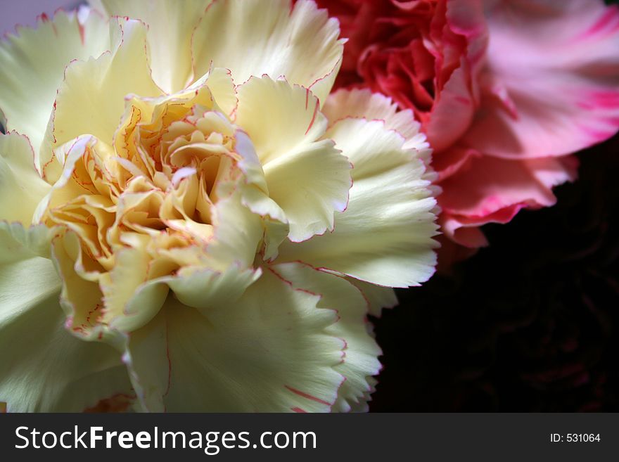 Close up of carnations with foreground carnation creamy coloured with pink edging. Close up of carnations with foreground carnation creamy coloured with pink edging