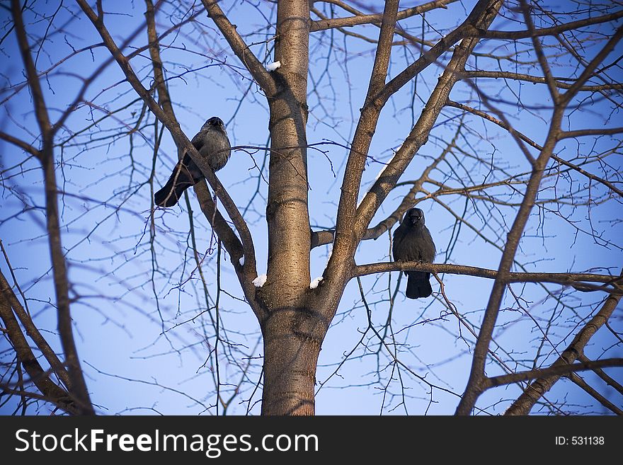 Two Jackdaws on the Tree. Two Jackdaws on the Tree