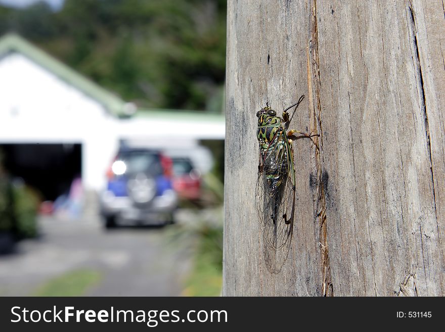 A Green Grocer cicada, on a weathered wooden power pole, with the focus centred on the insect. Background shows a domestic driveway.