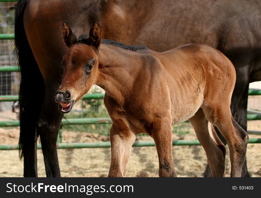 Young foal similing. Young foal similing