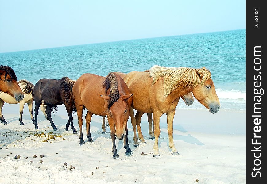 Wild ponies on Assateague Island, Maryland. Wild ponies on Assateague Island, Maryland