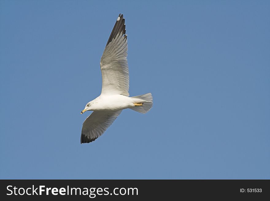 Seagull flies the blue skies of San Diego's Shelter Island. Seagull flies the blue skies of San Diego's Shelter Island.