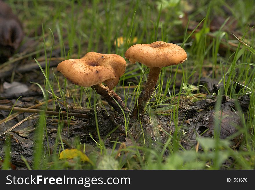 Two mushroom in the grass