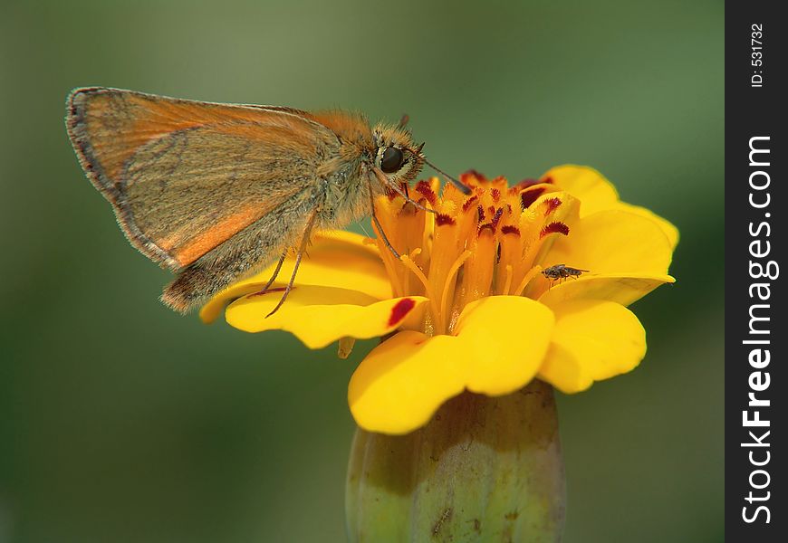 The Butterfly Of Family Hesperiidae On A Flower.