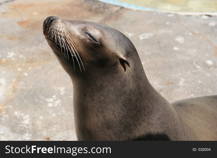 Sealion close-up