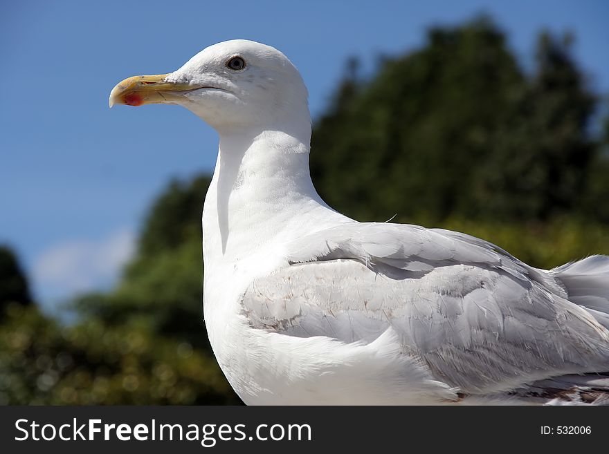 Close up of a very clean seagull. Close up of a very clean seagull.