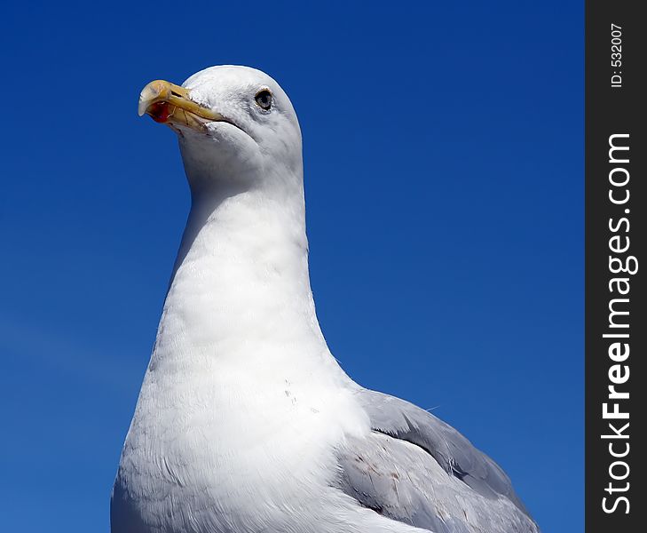 Seagull portrait with blue sky background. Seagull portrait with blue sky background.