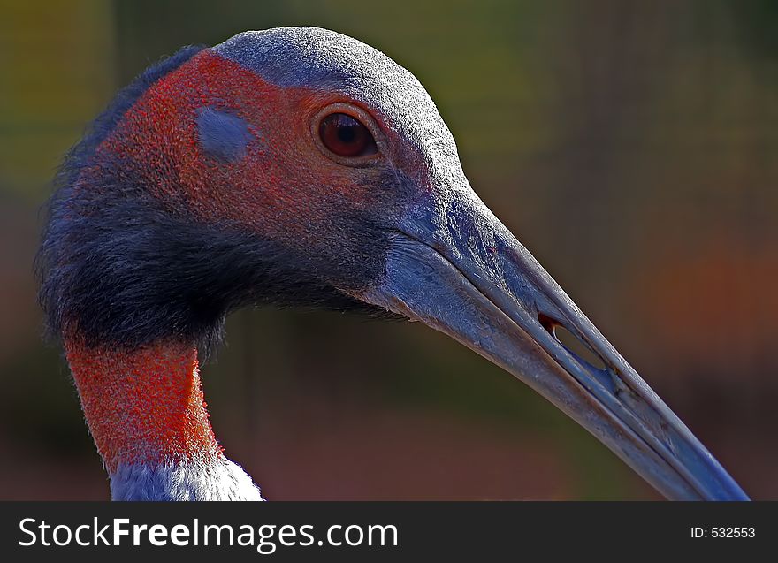 Close up of a colorful crane. Great detail of head and beak.