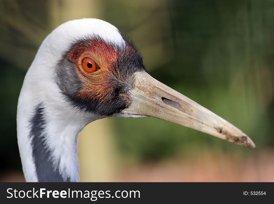 Close up portrait of a colorful crane. Great detail of head and beak.