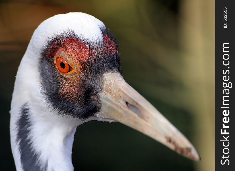 Close up of a colorful crane. Great detail of head and beak. Close up of a colorful crane. Great detail of head and beak.