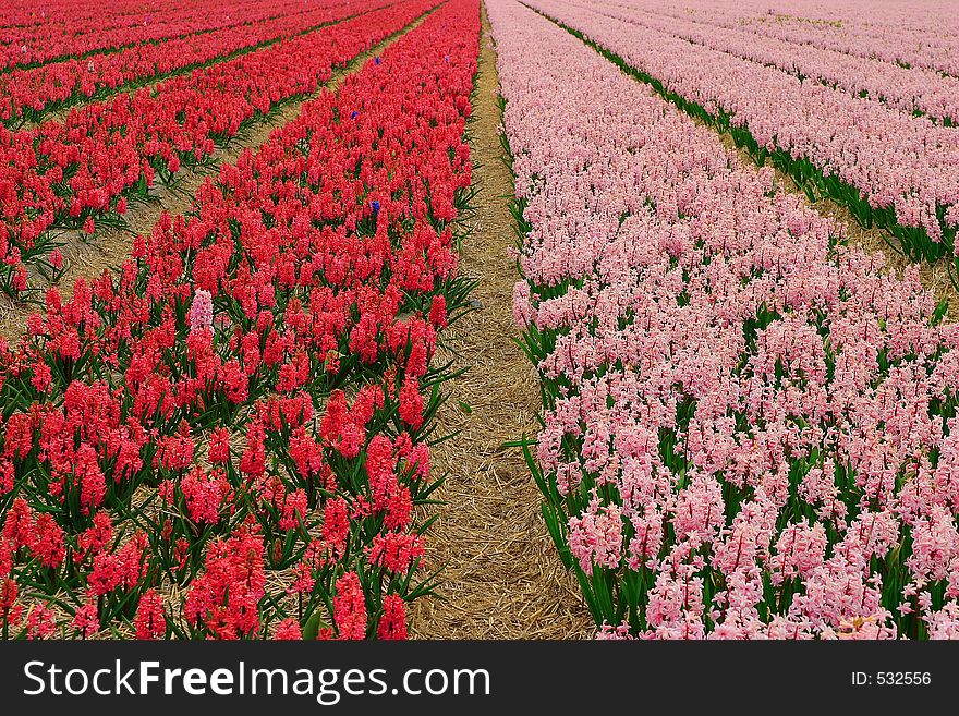 Hyacinth field in Holland