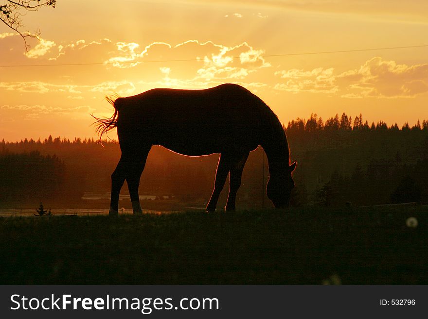 Horse against sunset. Horse against sunset