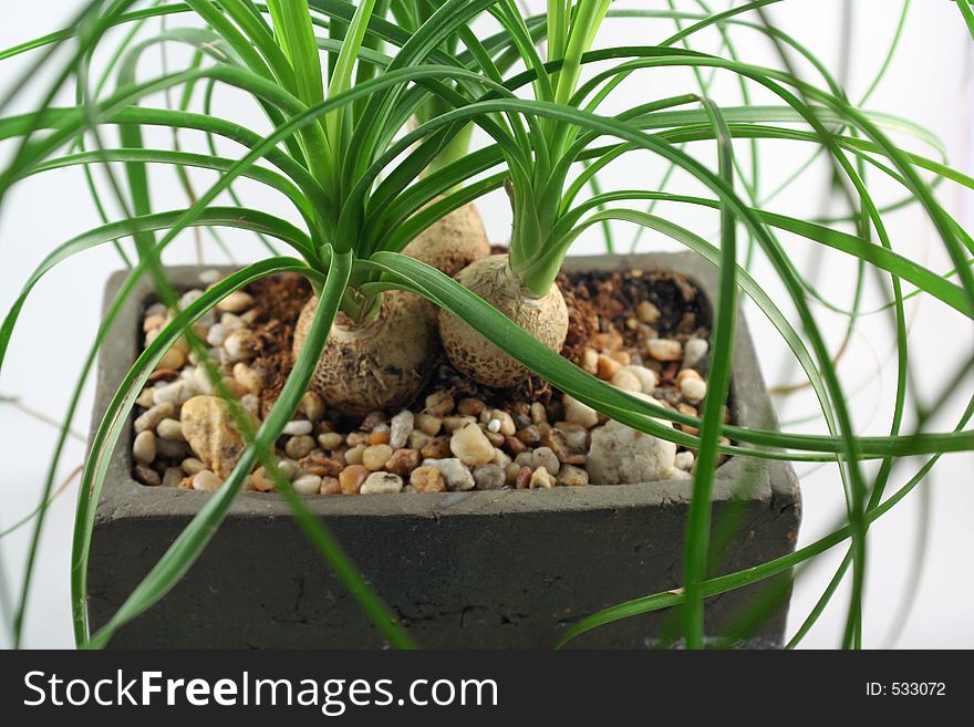 Bonsai Tree Plant, Close up. Bonsai Tree Plant, Close up