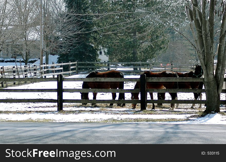 Horses in corral winter