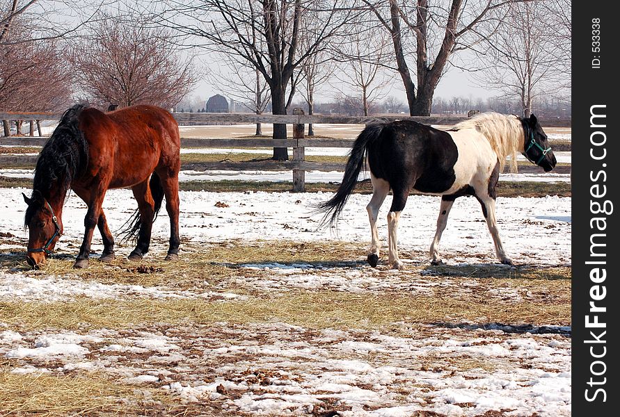 Two horses in corral opposite directions.brown and blacka nd white pinto.