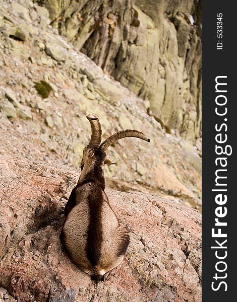 Male mountain goat at the edge of a cliff. Male mountain goat at the edge of a cliff