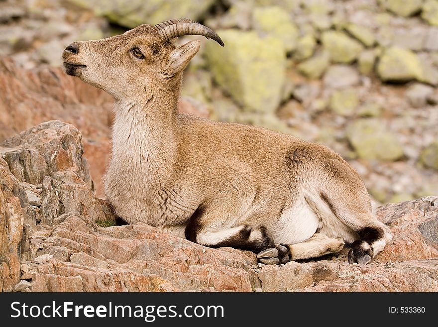 Female wild goat. Female wild goat