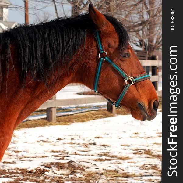 Portrait of brown horse on farm. Portrait of brown horse on farm