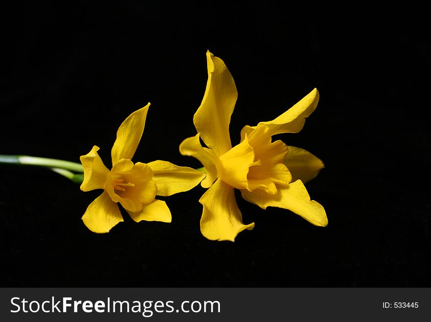 Wild Daffodils on Black Background