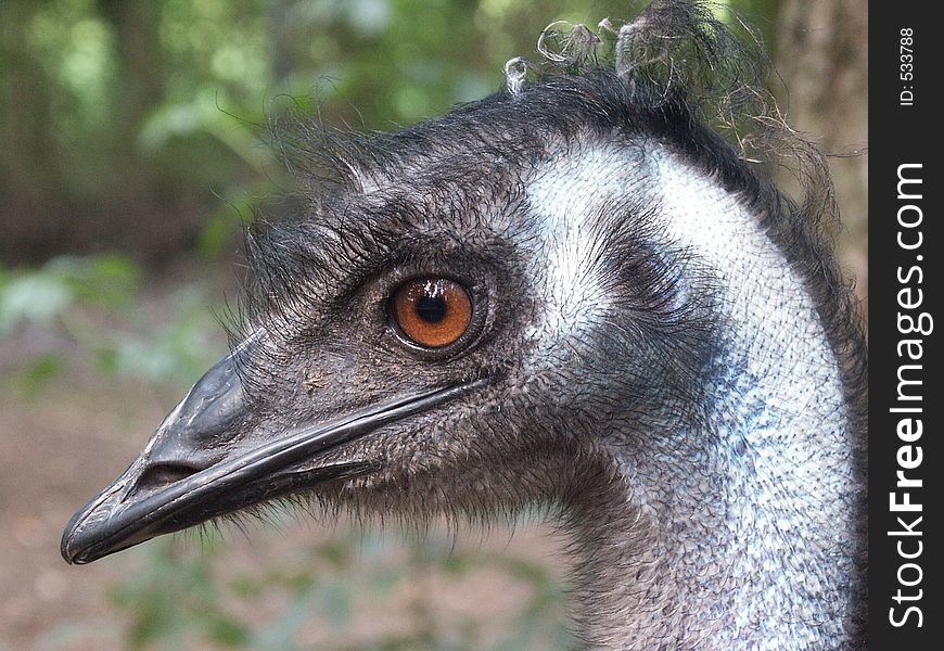 Head of a cassuary, an Australian bird