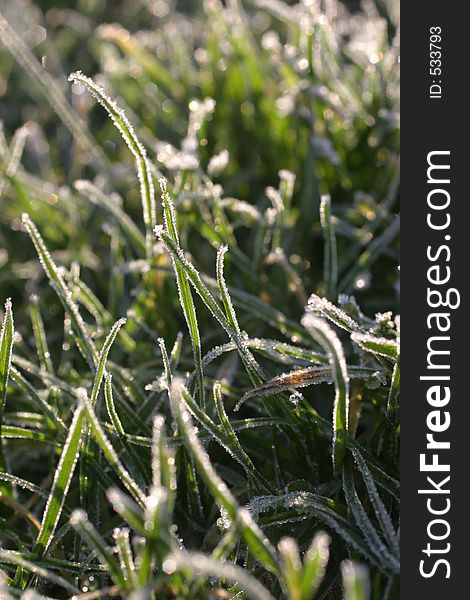 Frosted grass with ice crystals showing. Frosted grass with ice crystals showing