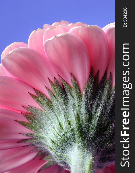 Gerbera, close up