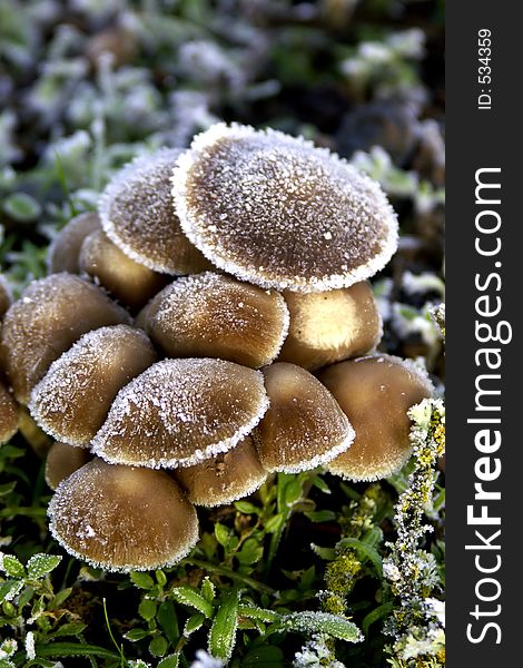 Frosted Wild Mushrooms