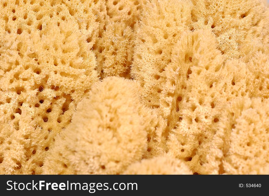 Natural sponge texture