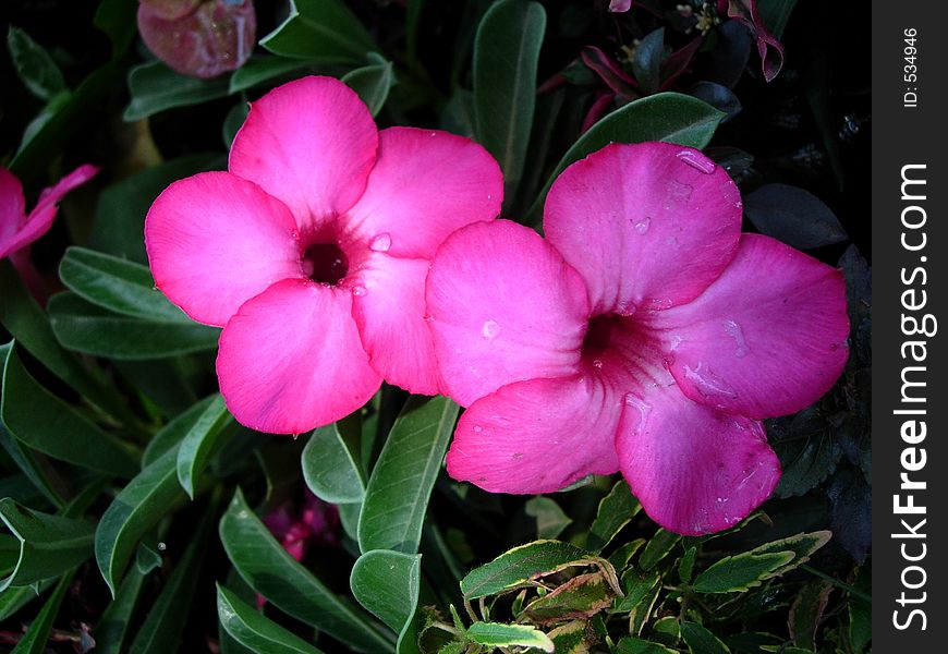 A beautiful pink flowers displaying a fresh wild colors. A beautiful pink flowers displaying a fresh wild colors.