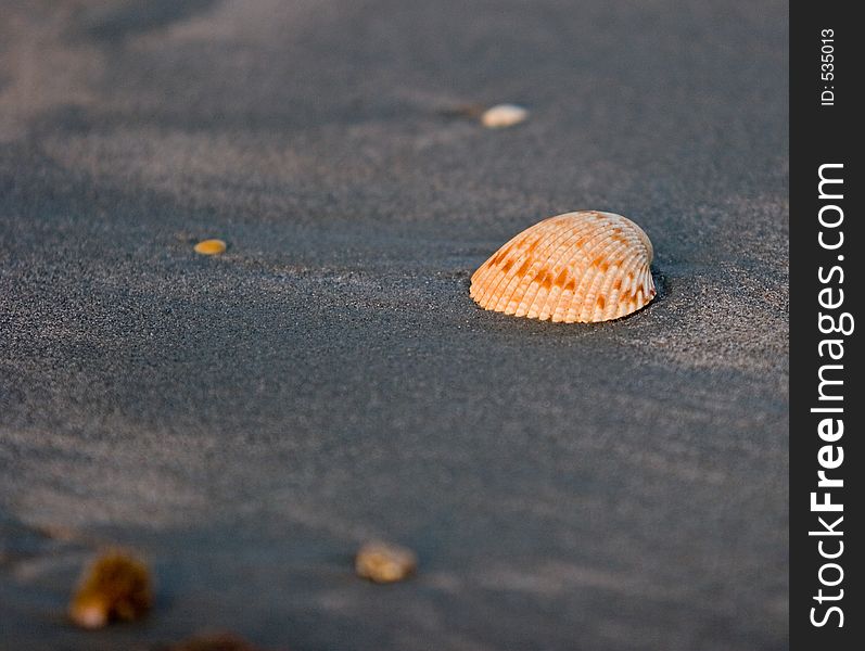 Seashell