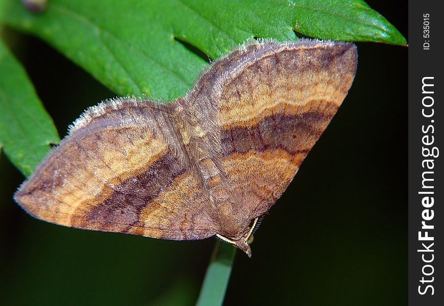 Scotopteryx Chenopodiata.