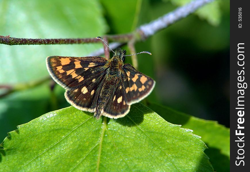 Butterfly Carterocephalus Palaemon.