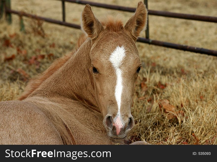 Newborn palomino foal, one day old, lying in brown winter grass and leaves, corral in background.