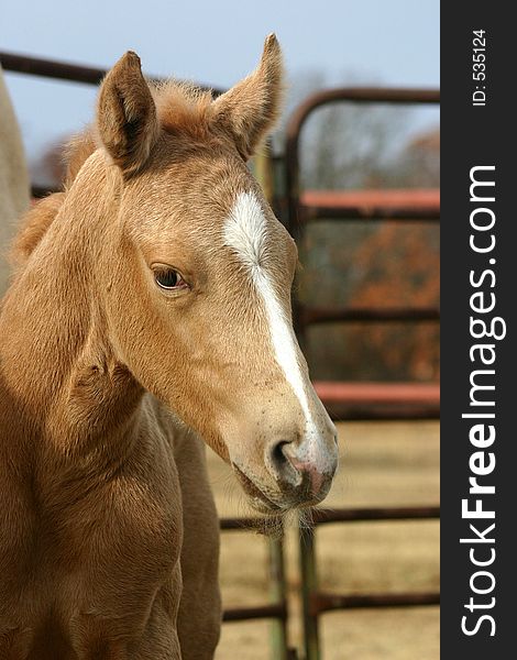 Newborn palomino foal, head shot, one day old with corral in background, early morning sunshine. Newborn palomino foal, head shot, one day old with corral in background, early morning sunshine