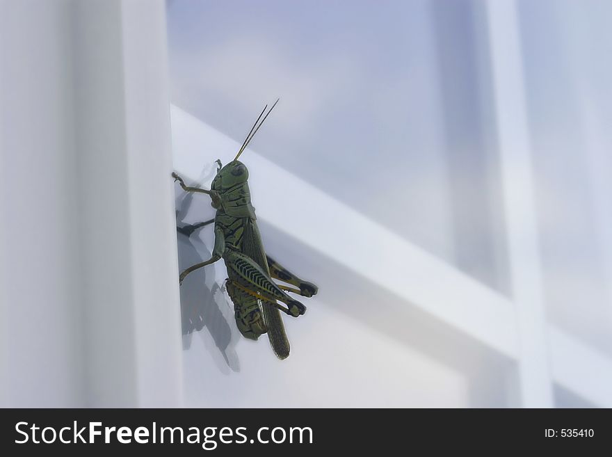 Grasshopper on window