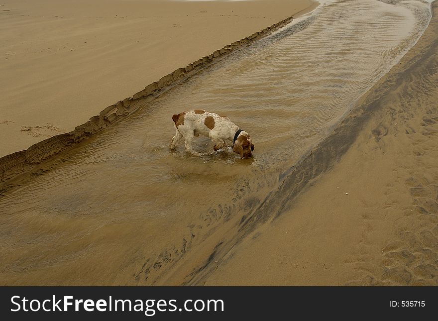 Dog crossing a water line in the beach. Dog crossing a water line in the beach