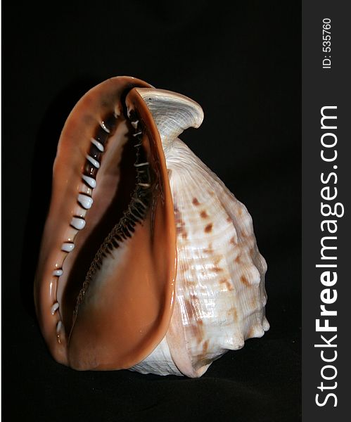 Seashell against black background. Seashell against black background