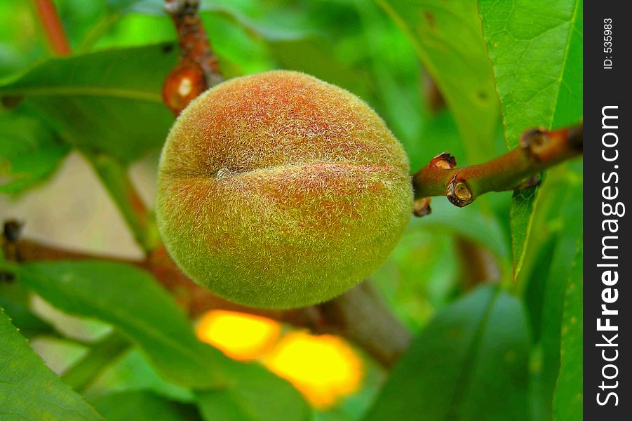 Small unripe peach