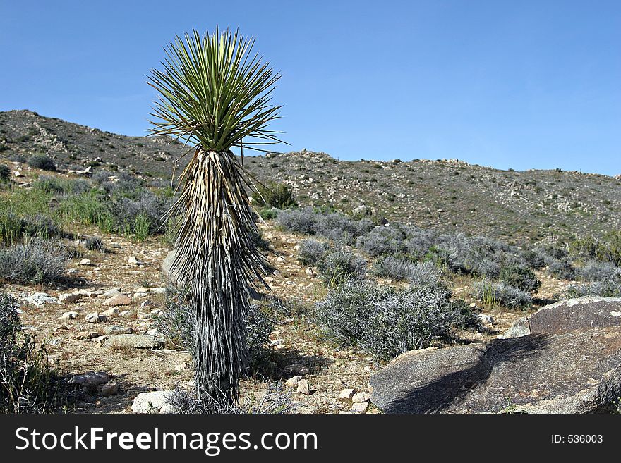 Lone Cactus in Joshua Tree National Park